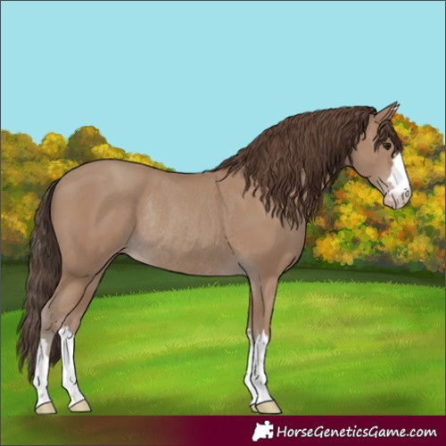 Horse Color:Classic Champagne Rabicano 
