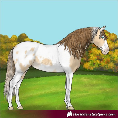 Horse Color:Buckskin Dun Splash Tobiano Frame Appaloosa 