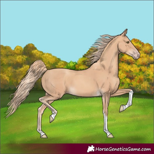Horse Color:Gold Champagne Tobiano 
