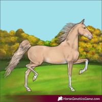 Horse Color:Gold Champagne Tobiano