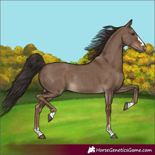 Horse Color:Liver Red Dun Rabicano