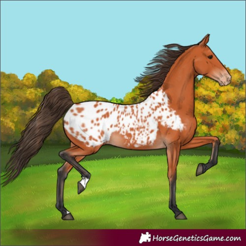 Horse Color:Bay Appaloosa 