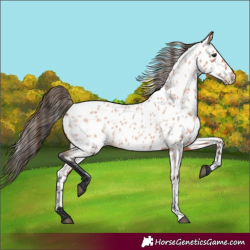 Horse Color:Bay Roan Appaloosa 