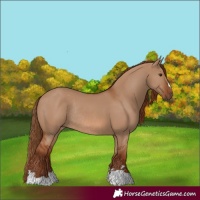 Horse Color:Red Dun Rabicano 