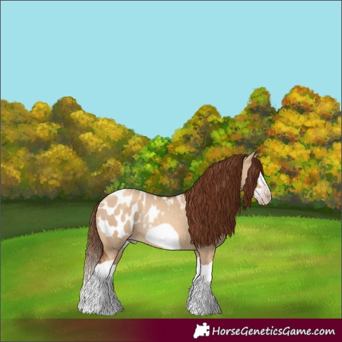 Horse Color:Gray Gold Champagne Dun Splash Frame Appaloosa Rabicano 