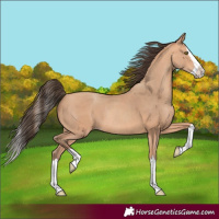 Horse Color:Amber Champagne Splash Rabicano 