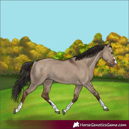Horse Color:Liver Red Dun Rabicano 