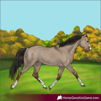 Horse Color:Liver Red Dun Rabicano 