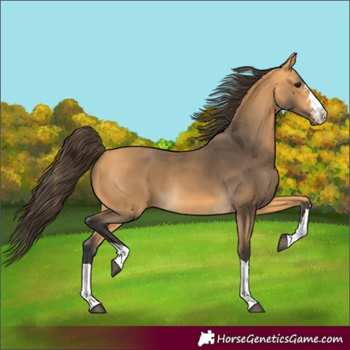 Horse Color:Buckskin 