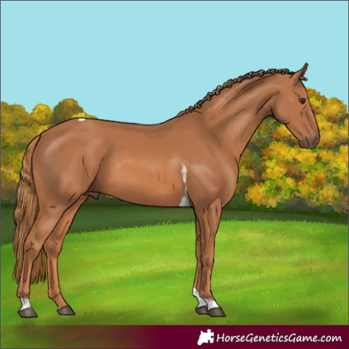 Horse Color:Chestnut Tobiano 