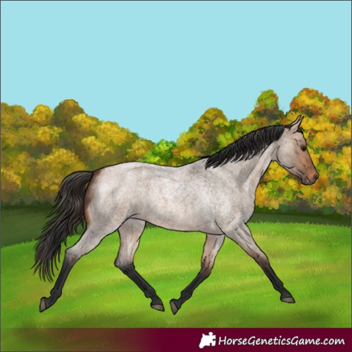 Horse Color:Bay Roan Dun 
