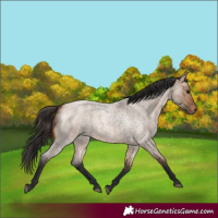 Horse Color:Bay Roan Dun