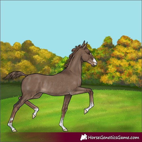 Horse Color:Liver Red Dun Rabicano 