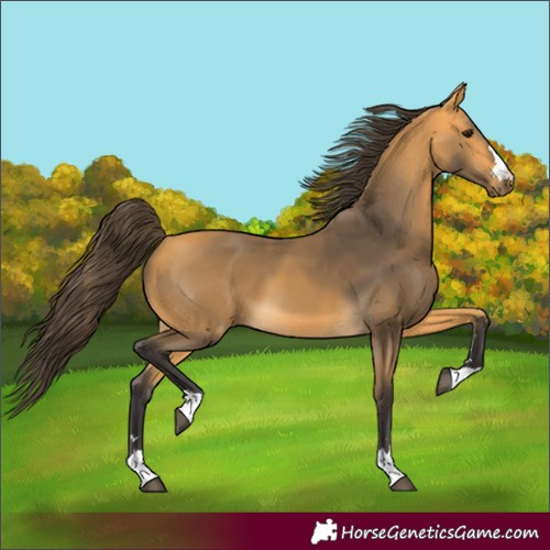 Horse Color:Buckskin