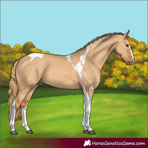 Horse Color:Red Dun Tobiano 