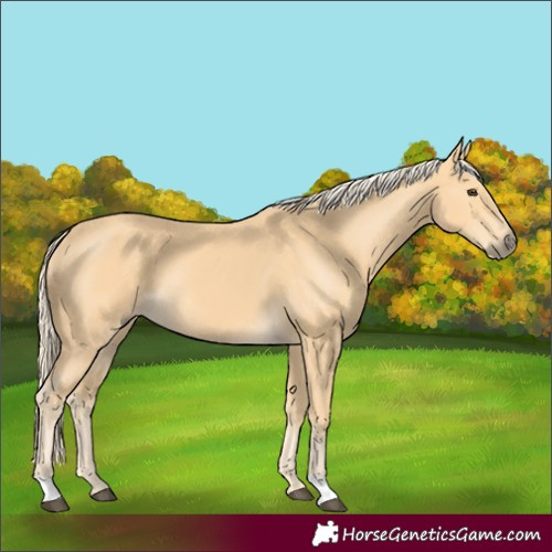 Horse Color:Palomino