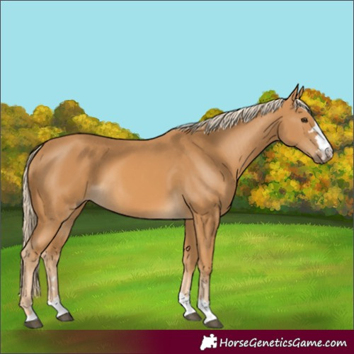 Horse Color:Palomino