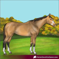 Horse Color:Buckskin