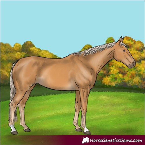 Horse Color:Palomino 