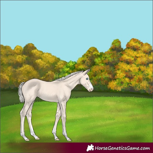 Horse Color:Cremello Rabicano 