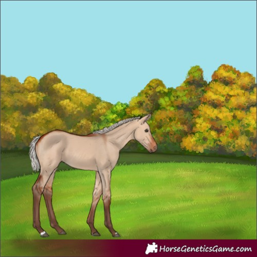 Horse Color:Silver Bay Dun 