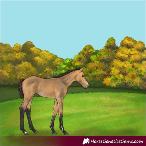 Horse Color:Buckskin