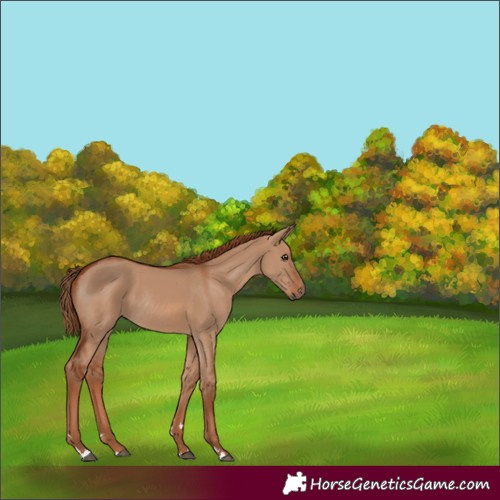 Horse Color:Red Dun Rabicano 
