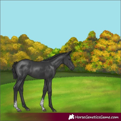 Horse Color:Black Tobiano Rabicano 