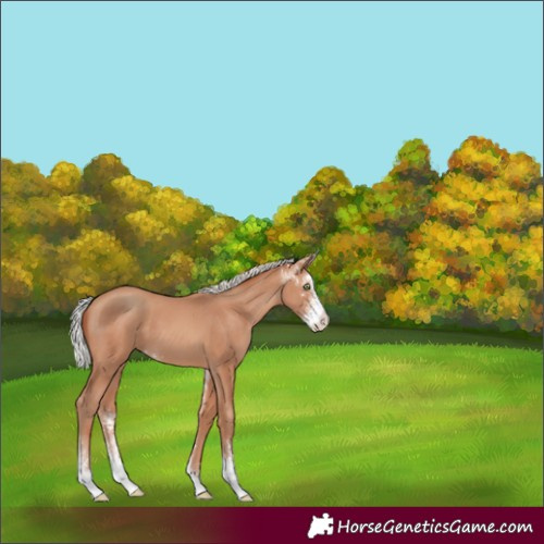 Horse Color:Silver Sable Champagne Sabino 