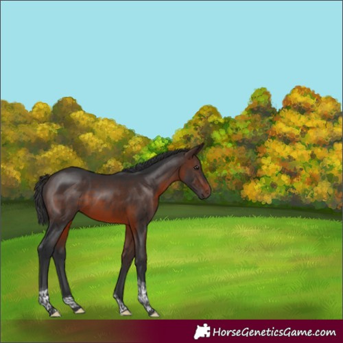 Horse Color:Brown Tobiano Rabicano 