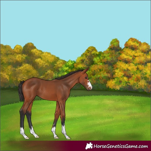 Horse Color:Bay 