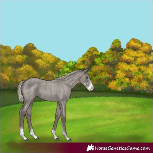 Horse Color:Silver Blue Roan Sabino 