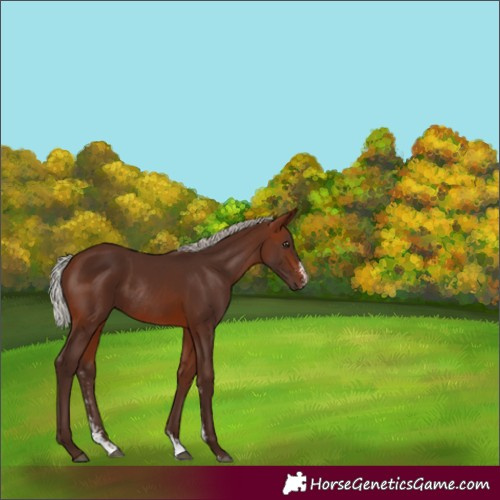 Horse Color:Silver Brown Sabino Rabicano 