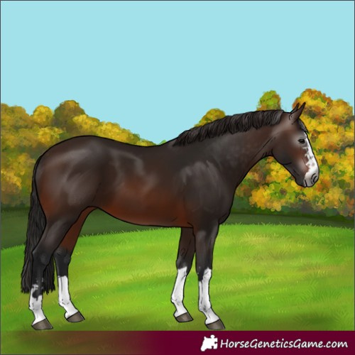 Horse Color:Gray Bay 