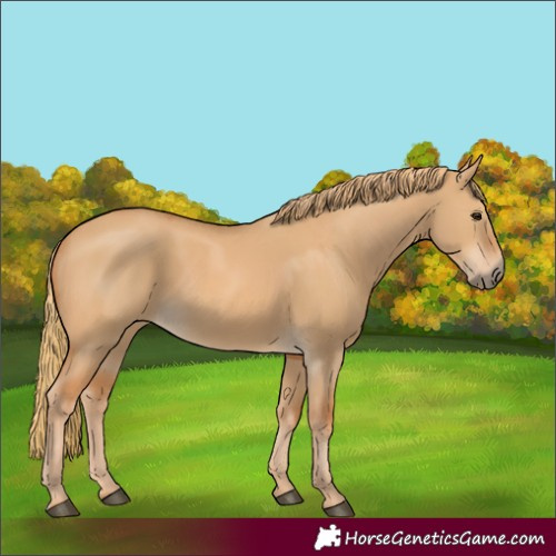 Horse Color:Red Dun 