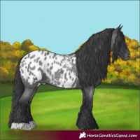 Horse Color:Blue Roan Appaloosa 