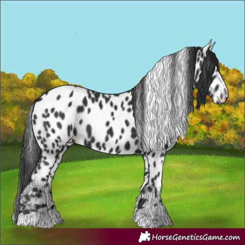 Horse Color:Black Appaloosa 
