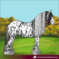Horse Color:Black Appaloosa 