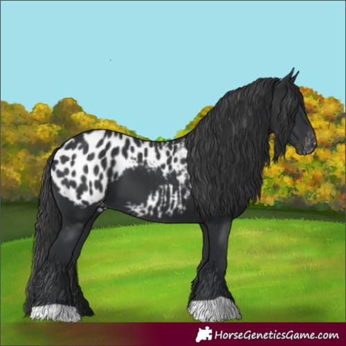 Horse Color:Black Appaloosa 