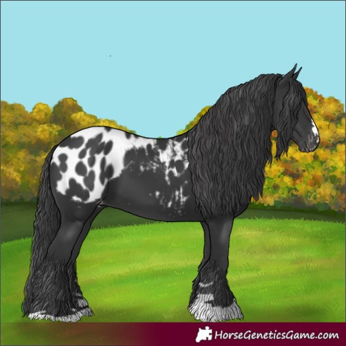 Horse Color:Black Appaloosa