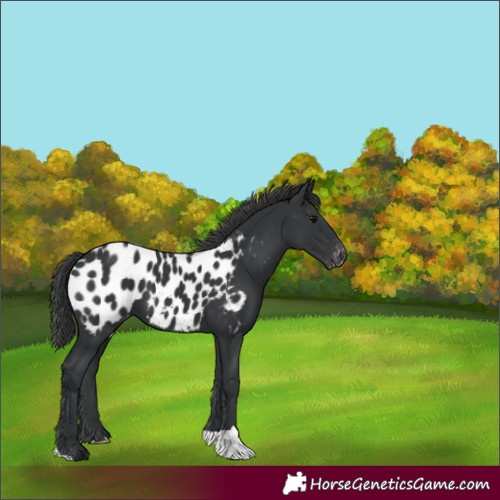 Horse Color:Black Appaloosa 