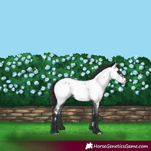Horse Color:Blue Roan Appaloosa 