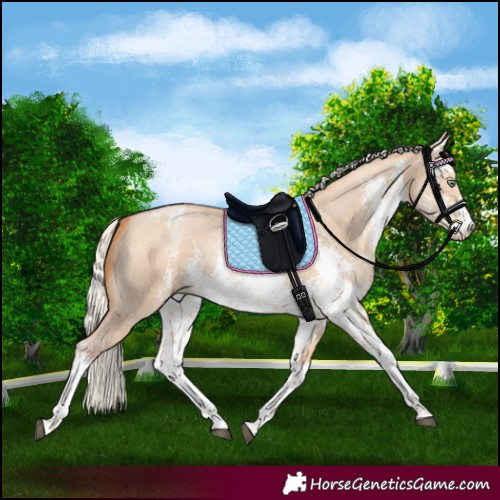 Horse Color:White Spotted Silver Bay Pearl Dun Sabino Appaloosa Rabicano