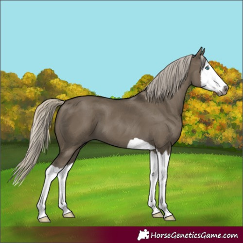 Horse Color:Gray Silver Smoky Grullo Splash 