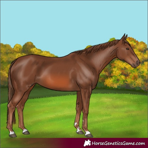 Horse Color:Chestnut 