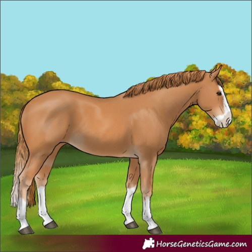 Horse Color:Chestnut Splash 