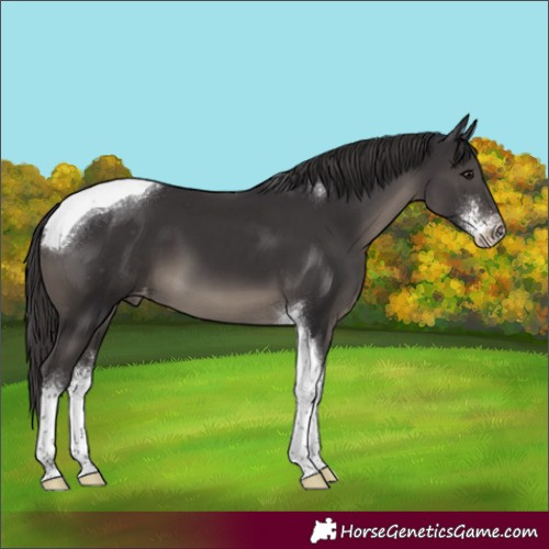 Horse Color:Smoky Black Sabino Tobiano Appaloosa