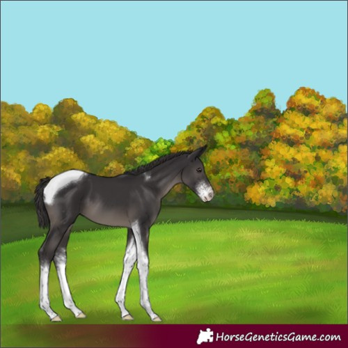 Horse Color:Smoky Black Sabino Tobiano Appaloosa 