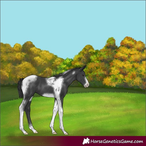 Horse Color:Black Tobiano Frame 