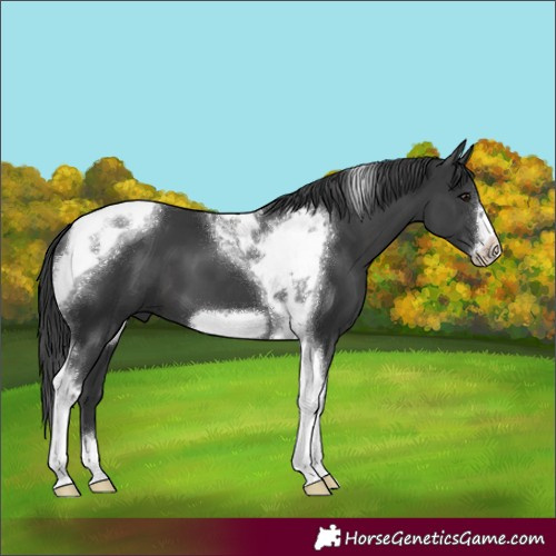 Horse Color:Black Tobiano Frame